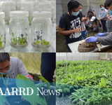 Tissue cultured and macropropagated disease-free Saba plantlets to boost production and empower farmers in Cagayan Valley